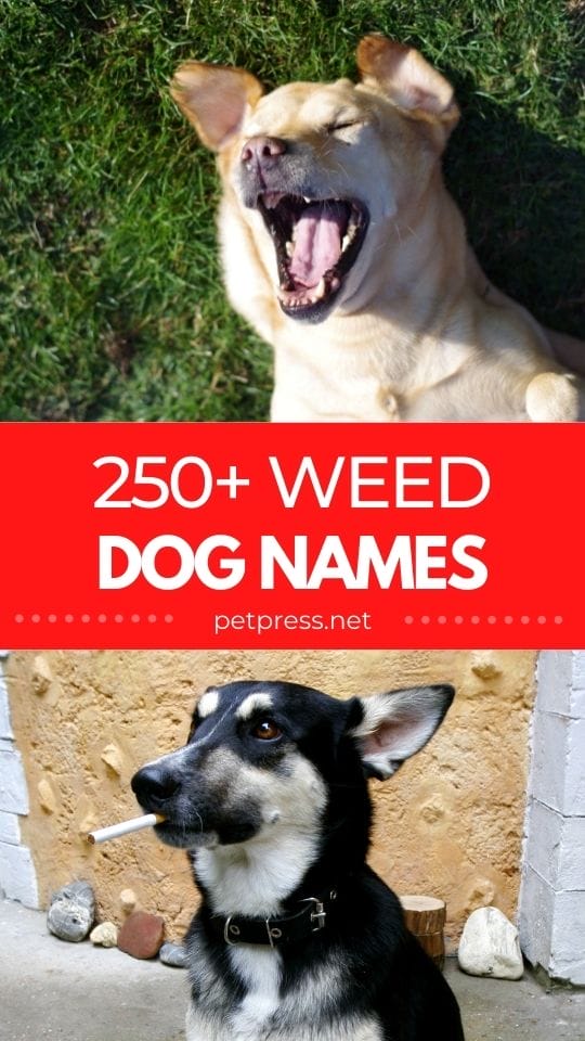 weed dog names