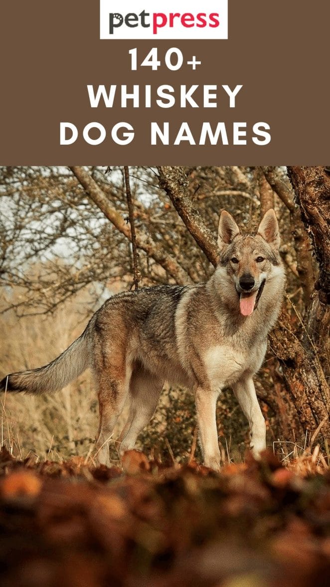 whiskey-dog-names
