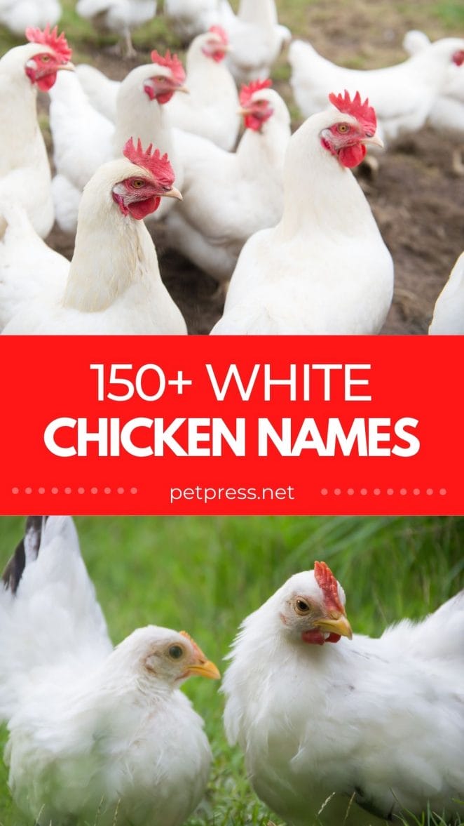 white chicken names