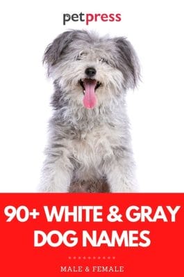 90+ Best White & Gray Dog Names: Perfect Names For Your New Pup