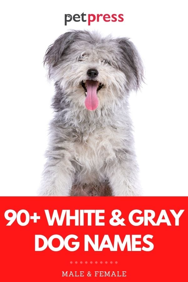 90+ Best White & Gray Dog Names Perfect Names For Your New Pup