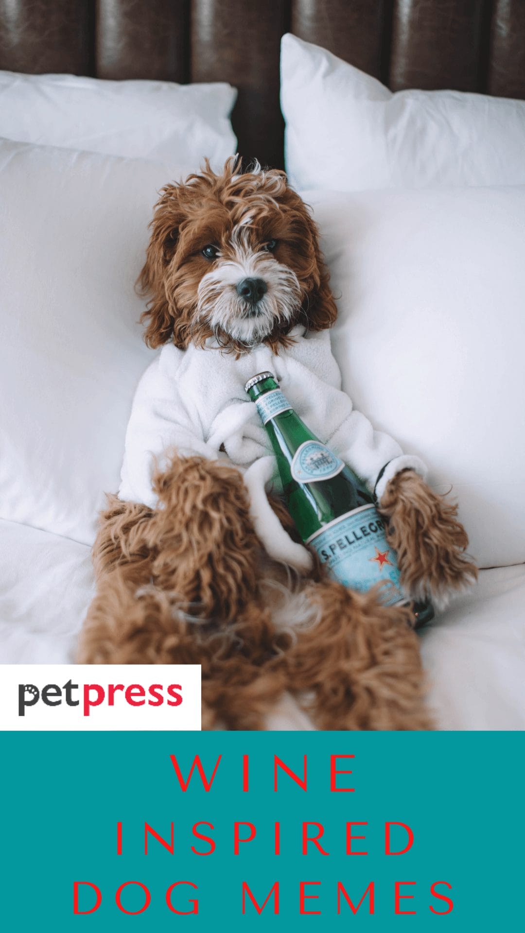 Best 60 Wine Inspired Dog Names For Your Cute Puppies   Wine Dog Names 