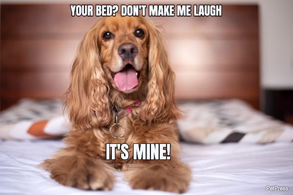 Top 10 Hilarious Dog in Bed Memes That Will Make You Laugh Top 10 Hilarious Dog In Bed Memes That Will Make You Laugh
