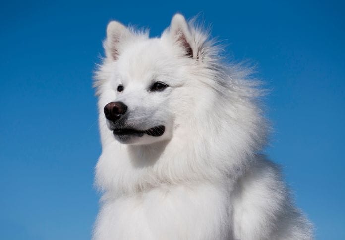 American Eskimo