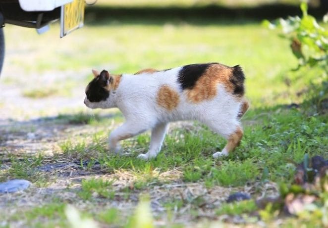 Japanese Bobtail