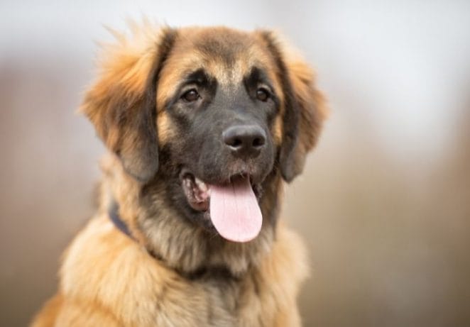 Leonberger