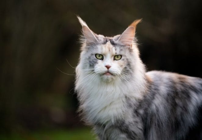 Maine Coon