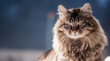 10 Best Long-Haired Cat Breeds (With Pictures)