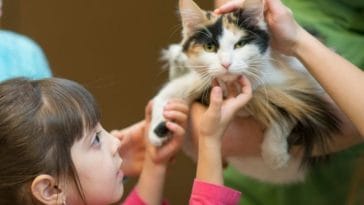 10 Reasons to Adopt a Cat This National Adopt A Cat Month