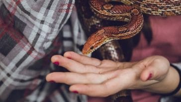 10 Smallest Pet Snakes - Snakes That Can Be Owned As Pets