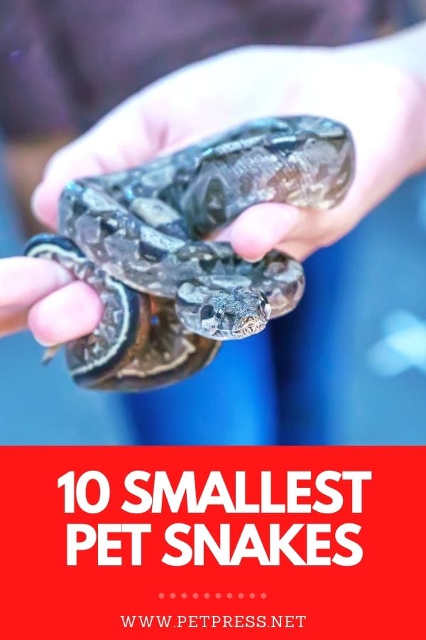 10 smallest pet snakes