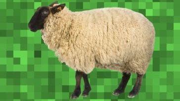 100+ Best Minecraft Sheep Names - Find the Perfect One for Your Flock!