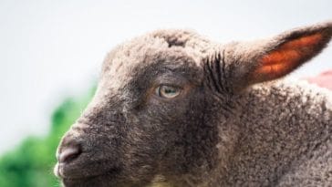 120+ Black Sheep Names - Unique Names for Your Black Sheep