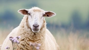 120+ Names Meaning 'Sheep' - The Best Names for Your Flock