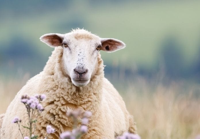120+ Names Meaning 'Sheep' - The Best Names for Your Flock