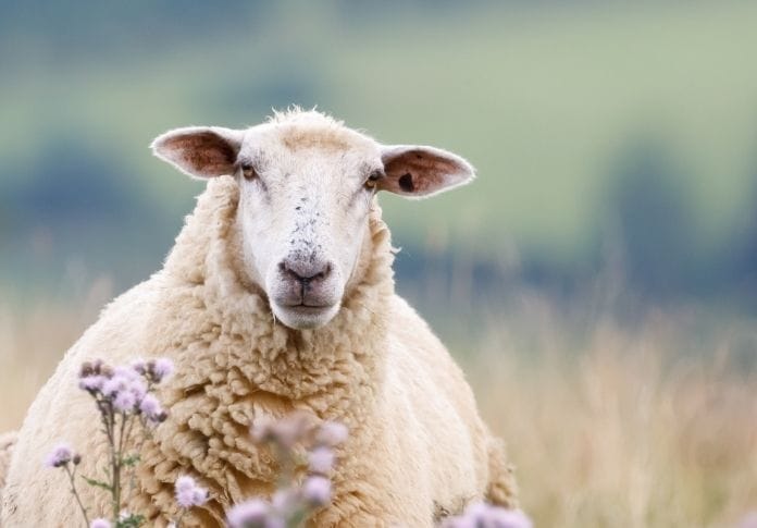 120+ Names Meaning 'Sheep': The Best Names for Your Flock 120+ Names Meaning 'Sheep': The Best Names for Your Flock