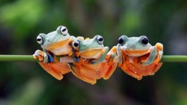 130+ Japanese Frog Names - Japanese Names with Meanings for a Pet Frog