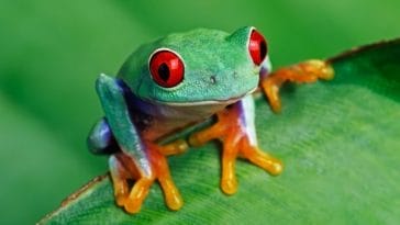 150+ Best Treefrog Names - Tree-Inspired Frog Names for a Pet Frog