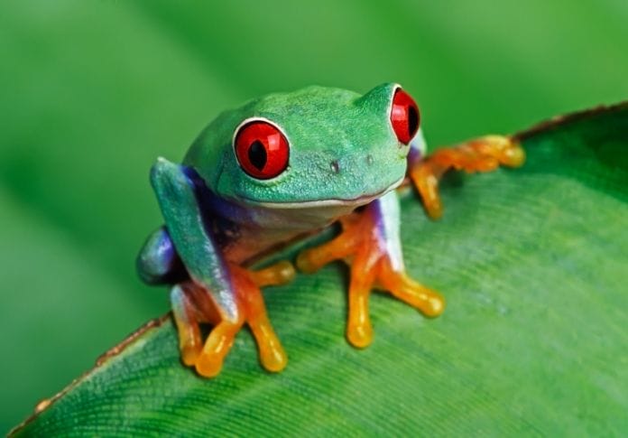250+ Male Frog Names Perfect for Your New Pet Froggy!
