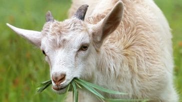 150+ Best White Goat Names - Unique Naming Ideas for Your New Goat