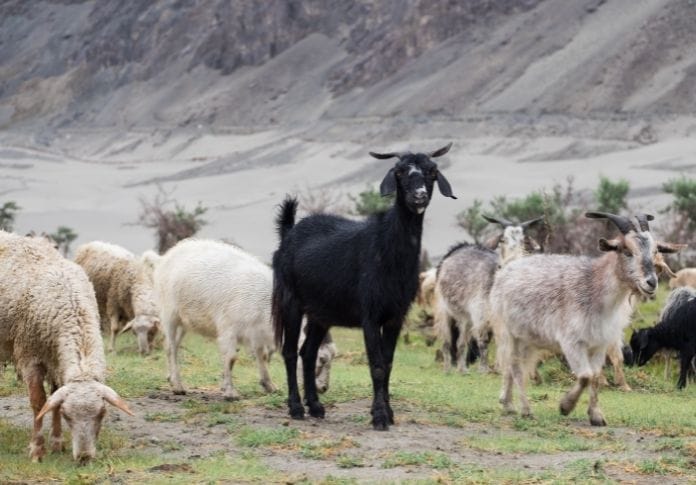 160+ Black Goat Names - The Best Names for Your Black Goat