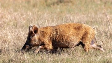 160+ Wild Pig Names - The Best List for Naming Your Wild Pig