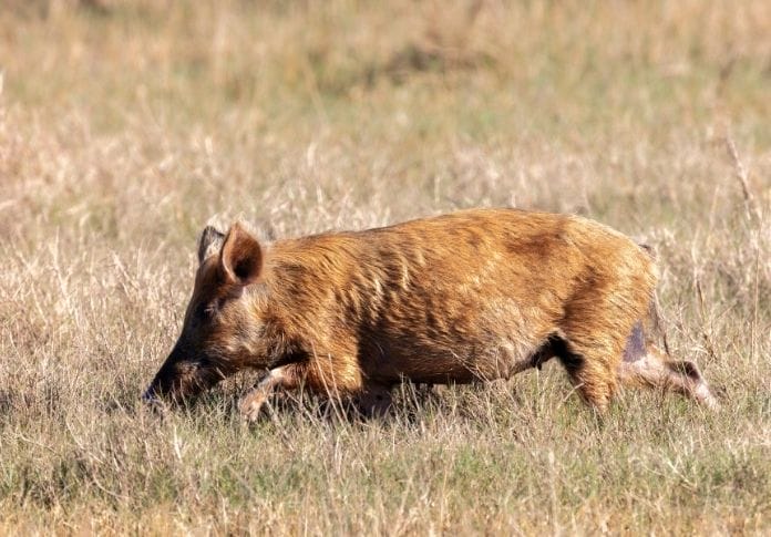 160+ Wild Pig Names - The Best List for Naming Your Wild Pig