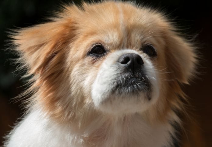 Tibetan Spaniel