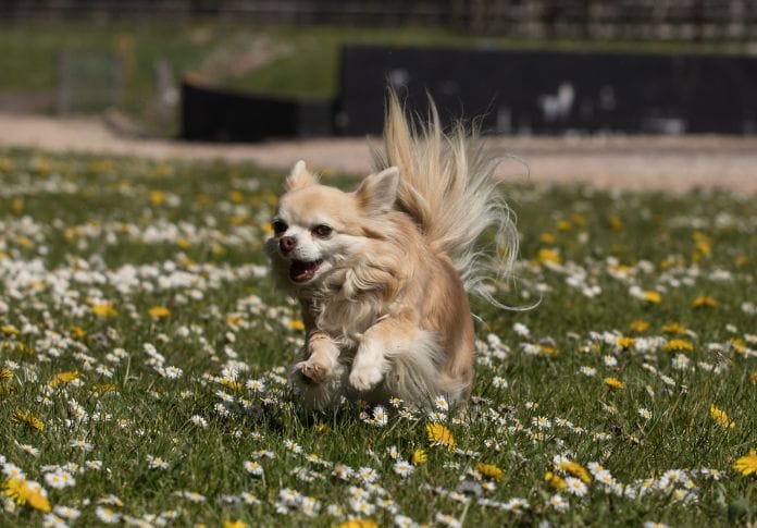 Long-Haired Chihuahua