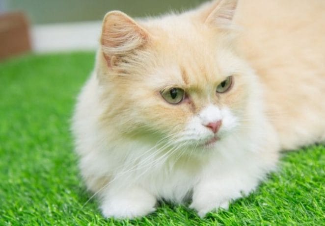 Munchkin Cat