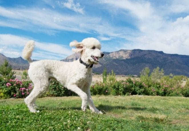 Standard Poodle