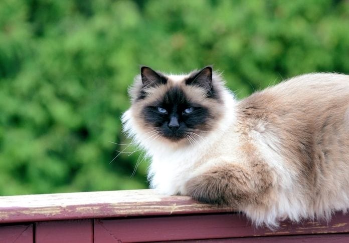 Birman