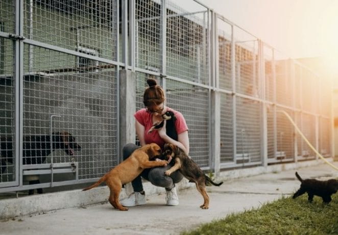 Donate and volunteer at a local animal shelter