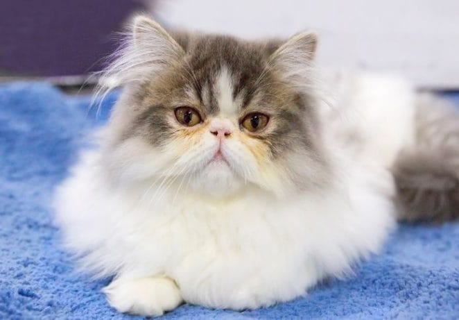 Persian Cat