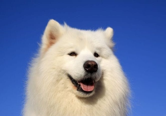 Samoyed