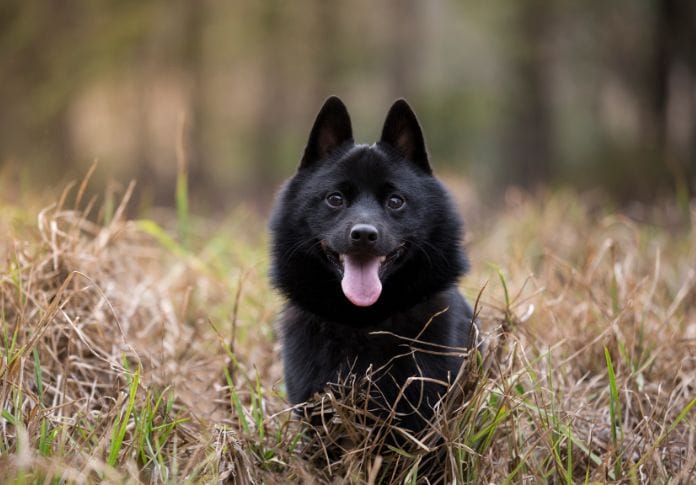 Schipperke