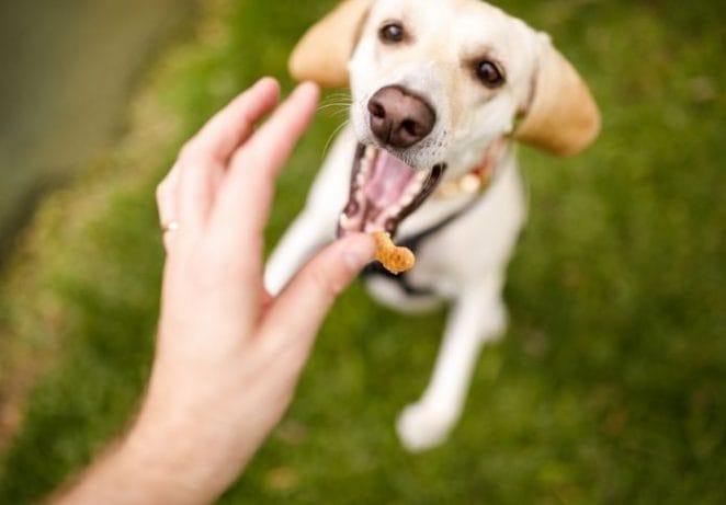 Make homemade treats for your dog