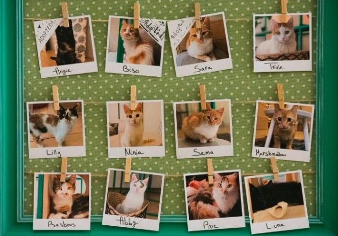 Many cat breeds to choose from!