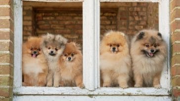 5 Different Types of Pomeranians- Dog Breed Information