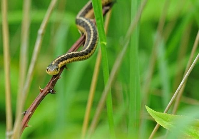 Garter Snake