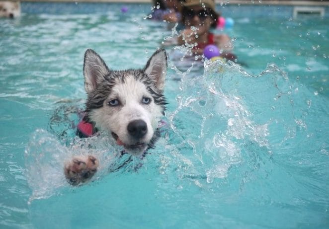 Have a pet pool party