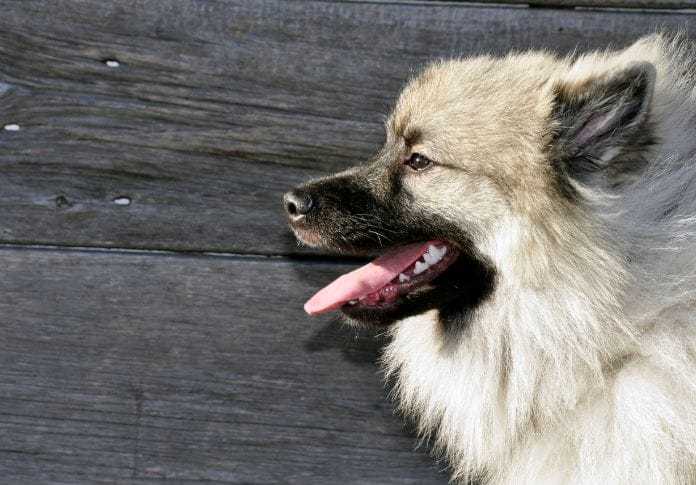 Keeshond