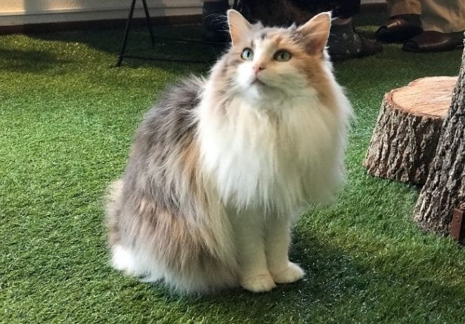 Norwegian Forest Cat