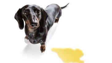 5 Reasons Dogs Pee on You and What to Do About It