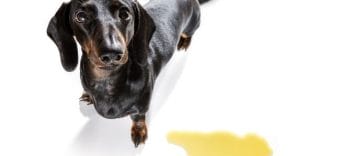 5 Reasons Dogs Pee on You and What to Do About It