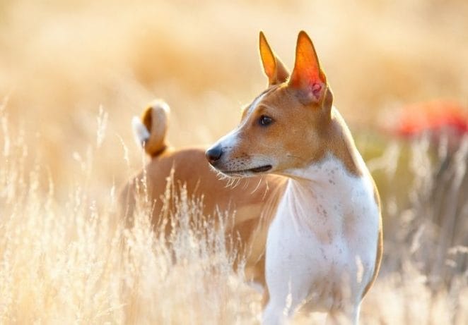 Basenji