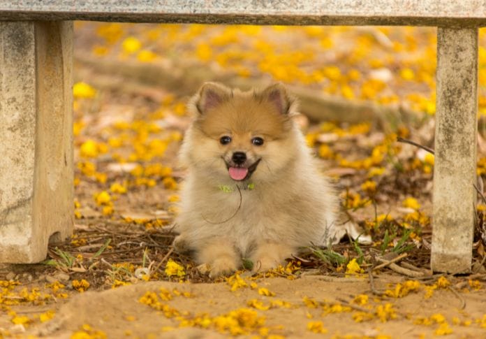 German Spitz