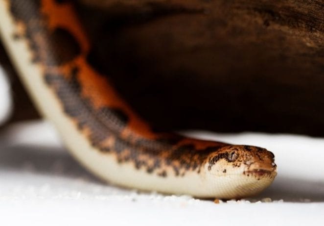 Kenyan Sand Boa