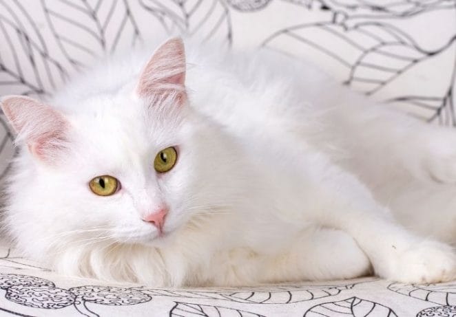 Turkish Angora