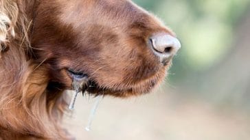 7 Big Dogs That Don't Drool - The Best Non-Drooling Dog Breeds